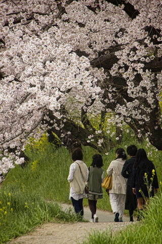 Illustration for article titled Random Walk Around My Place #2: Sakura Edition